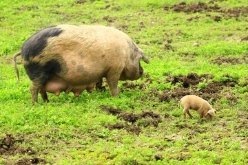 Pig and piglet