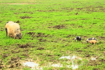 Pig and piglets