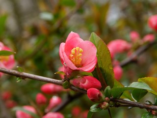 pink flowers of Chaenomeles japonica bush