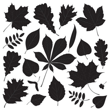 Vector set of different isolated tree leaf silhouettes on white background.