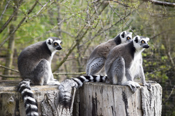 funny group of lemures - lustige Lemurengruppe