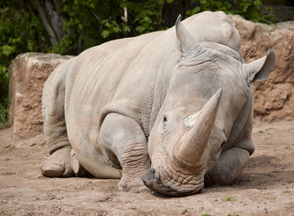 Fototapeta premium sad rhino - trauriges Nashorn 