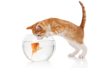 Obraz premium Cat and an aquarium with fish