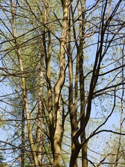 trees in forest at spring