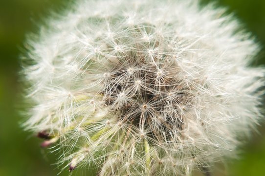 Detail of dandelion against green natural blurred background. Close up shot.