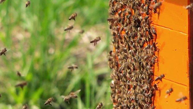 Swarm of busy honey bees entering orange color wooden beehive in the garden