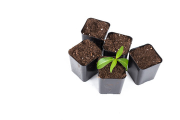 Young plant isolated on white