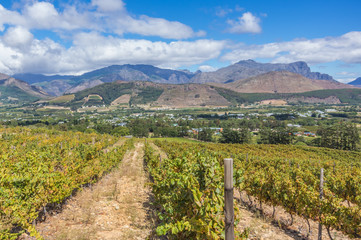 The Cape Winelands region is the premier wine producing area of South Africa