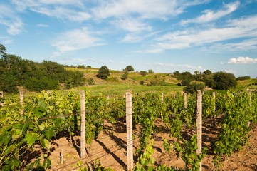 Fototapeta na wymiar Rows of vineyard before harvesting in Slovakia