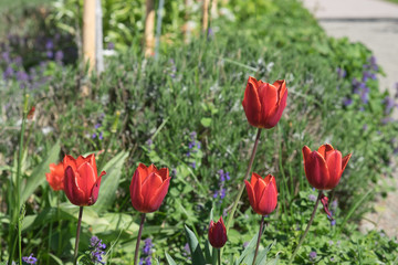 Obraz premium Rote Tulpen im Freien mit Auto