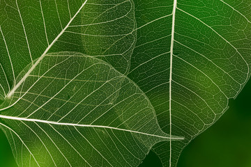a leaf texture close up