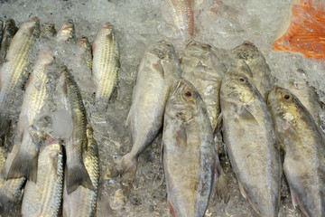 Fresh seafood in market