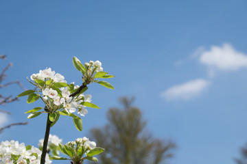 Apfelbaum Blüte Freigestellt im Frühling