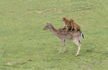 Fototapeta premium MONOS SUBIDOS AL LOMO DE UN CIERVO