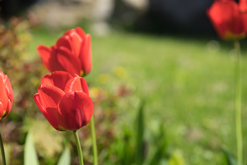 Rote Tulpen im Freien