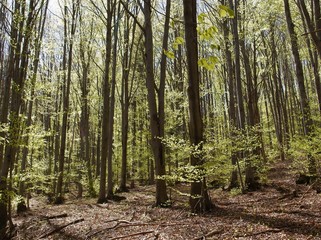 trees in forest at spring