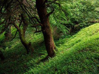 Fairy mountain forest