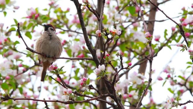 sparrow on a branch of  blossoming apple-tree, a live sound