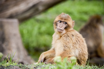 Young at the Barbary apes - Nachwuchs bei den berberaffen 