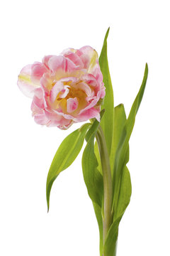 Flower pink tulip closeup..