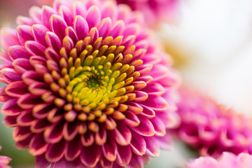 close up of beautiful pink chrysanthemum flowers