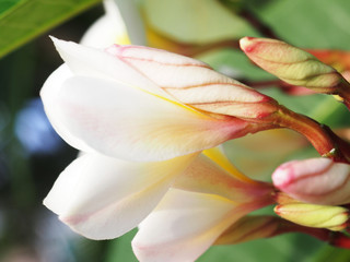 blooming temple flowers