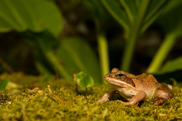 Obraz premium Wood Frog