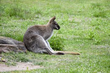 Kangaroo takes a rest - Känguru ruht sich aus 