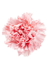 macro shot of pink carnation