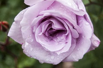 Wallpaper Macro Dews on Violet Rose central position