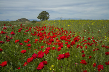 Poppies in front of the mountains in Spain