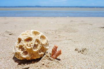 coral on a beach