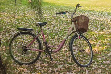 Fototapeta premium Bicycles parked in the park