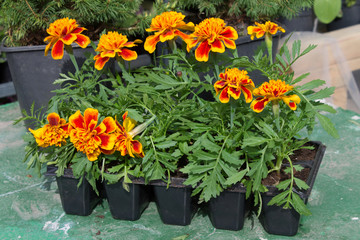 бархатцы в горшках