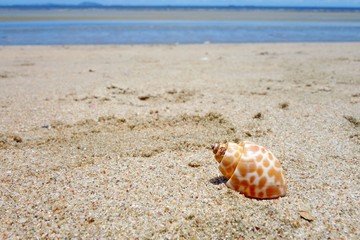 Shell on the beach