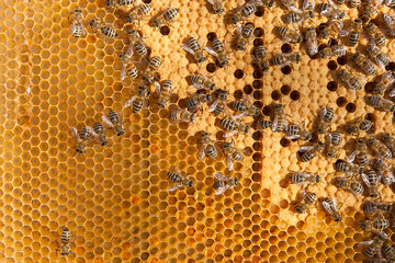 Busy bees inside hive with sealed cells for their young.