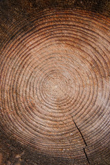 Naklejka premium Wood texture of cutted tree trunk.