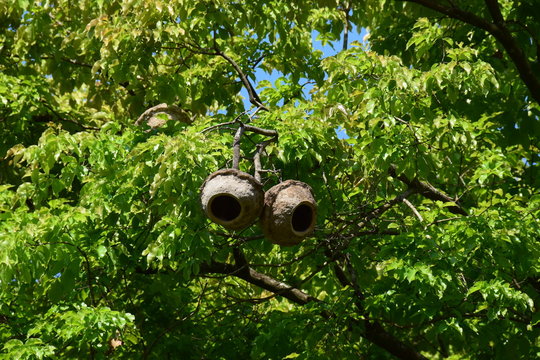 Fruchtgeh&auml;use der Paradiesnuss