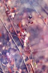 Beautiful flowers with autumn leaves in the sunshine, vintage retro hipster image with summer bloom. Autumn pink and white flowers. Background / Texture