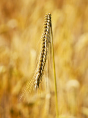 Rye field or wheat field in the sun with defocused background. Selective focus of ears of rye, nature background with copy space. Cereals plants in the sun. 
