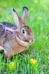 Rabbit on the green grass