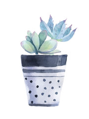 Watercolor succulent in a flowerpot. Isolated on a white background.
