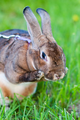 Rabbit on the green grass