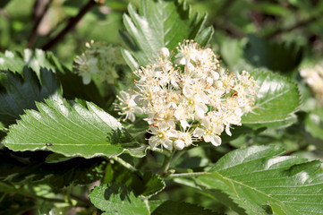 Blossoming hawthorn bush with shiny carved leaves