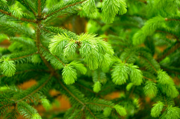 Young tender green shoots of spruce