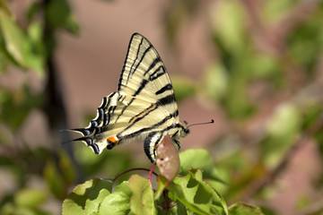 Butterfly sitting on a branch
