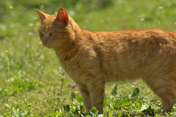 Red cat profile