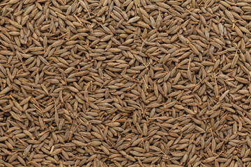 Organic Cumin (Cuminum cyminum) seeds. Macro close up background texture. Top view.