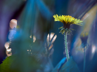 Yellow flower on a beautiful background. Flower dandelion. Blue background, tender 