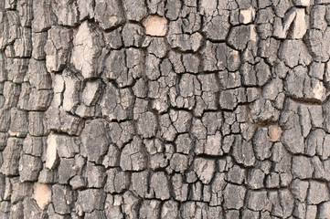texture of tree bark close-up